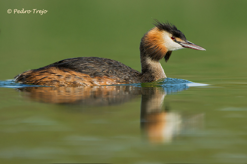 Somormujo lavando (Podiceps cristatus)